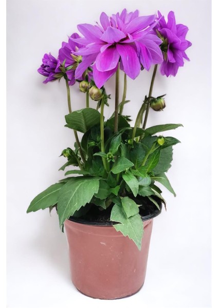 Yıldız Çiçeği Dahlia Mor