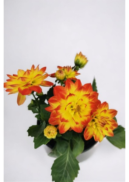 Yıldız Çiçeği Dahlia Sarı Kırmızı