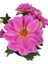 Yıldız Çiçeği Dahlia Pembe 1