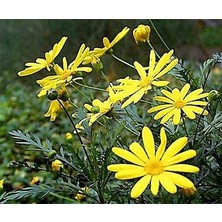 Nisa Fidancılık Sarı Çalı Papatyası - Euryops (20-40CM)