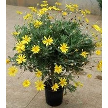 Nisa Fidancılık Sarı Çalı Papatyası - Euryops (20-40CM)