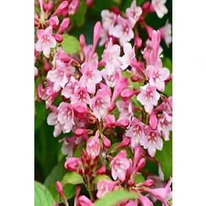 Bahçevilya[vangelya] Gelin Tacı Çiçeği Fidanı 2 Yaşında Tüplüdür