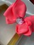 Prenses Princess Ariel Beyaz Ince Saten Neon Pembe Taç Anne Kız Çocuk Bebek Saç Tacı 3