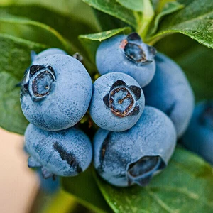 Taze Dükkan Yaban Mersini (Blueberry, Likapa) 1000 gr