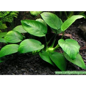 Anubias Barteri Var Nana Ithal A+Grade Kalitede 3-5 Yaprak Jumbo Boy
