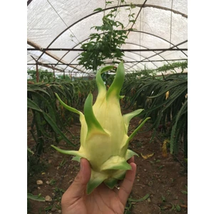 Ejder Meyvesi Fidanı Pitaya, Sarı-Kırmızı, 2 Adet, Çelik Dal, Saksısız,