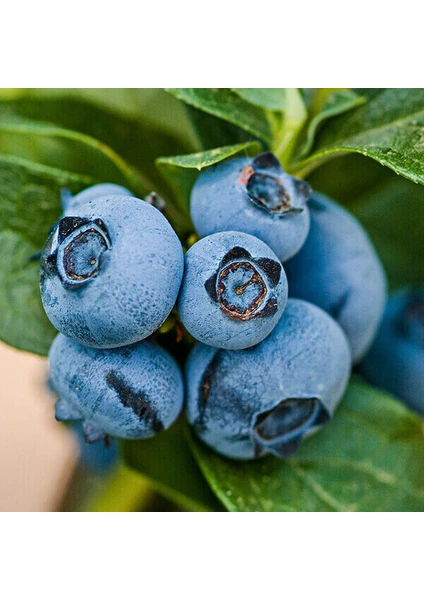 Taze Dükkan Yaban Mersini (Blueberry, Likapa) 1000 gr