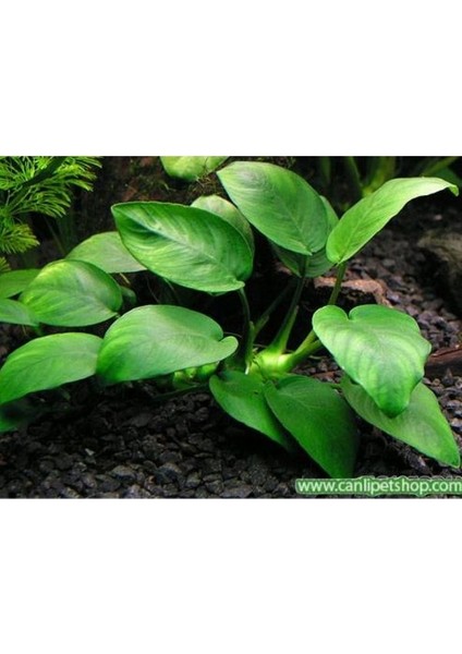 Anubias Barteri Var Nana Ithal A+Grade Kalitede 3-5 Yaprak Jumbo Boy