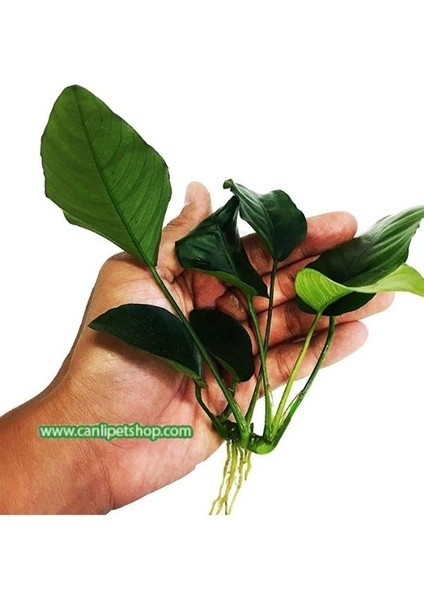 Anubias Barteri Var Nana Ithal A+Grade Kalitede 3-5 Yaprak Jumbo Boy fiyatları