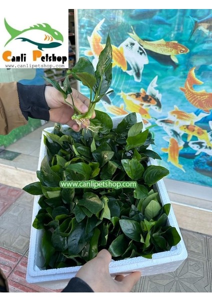 Anubias Barteri Var Nana Ithal A+Grade Kalitede 3-5 Yaprak Jumbo Boy modelleri