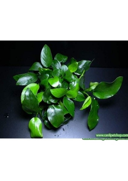 Anubias Barteri Var Nana Ithal A+Grade Kalitede 3-5 Yaprak Jumbo Boy fırsatları