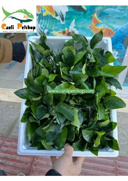 Anubias Barteri Var Nana Ithal A+Grade Kalitede 3-5 Yaprak Jumbo Boy indirimleri