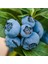 Yaban Mersini (Blueberry, Likapa) 1000 gr 1