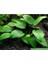 Anubias Barteri Var Nana Ithal A+Grade Kalitede 3-5 Yaprak Jumbo Boy 1