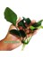 Anubias Barteri Var Nana Ithal A+Grade Kalitede 3-5 Yaprak Jumbo Boy 2