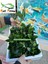 Anubias Barteri Var Nana Ithal A+Grade Kalitede 3-5 Yaprak Jumbo Boy 3