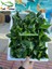 Anubias Barteri Var Nana Ithal A+Grade Kalitede 3-5 Yaprak Jumbo Boy 5