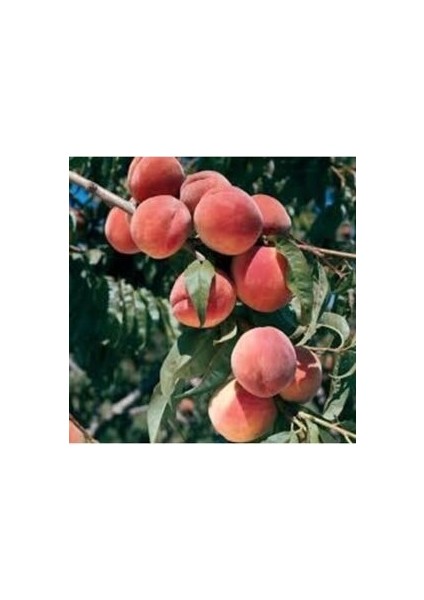 Early Red Şeftali Fidanı Aşılı 2 Yaştüplü 80-100 cm