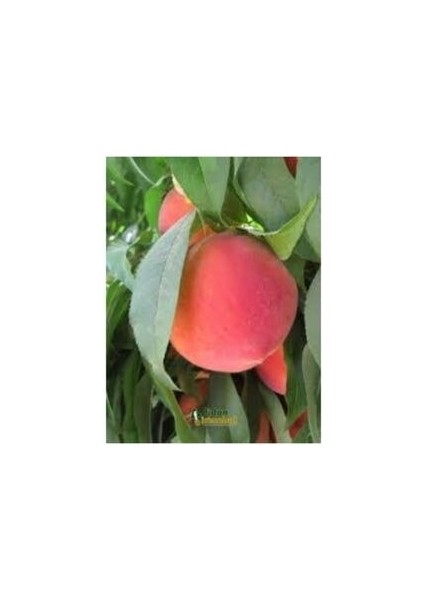 Red Haven Şeftali Fidanı Aşılı 2 Yaş Tüplü 80-100 cm
