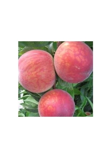 Hale Şeftali Fidanı Aşılı 2 Yaş Tüplü 80-100 cm