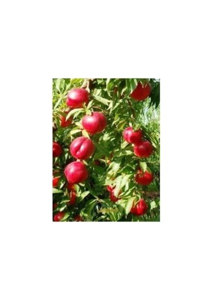 Nektarin - Tüysüz Şeftali Fidanı Aşılı 2 Yaştüplü 80-100 cm
