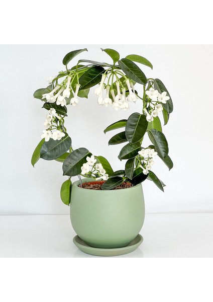 Madagaskar Yasemini Mint Yeşili Curvy Saksılı