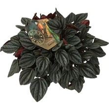 Armenbotanik Peperomia Caperata Sunrise 17 Cm'lik Saksıda