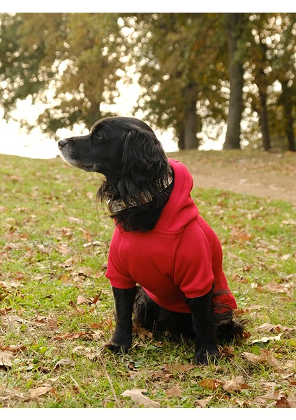 Küçük ve Orta Irk Kırmızı Sweatshirt Marble fiyatları