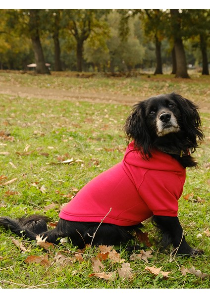 Küçük ve Orta Irk Kırmızı Sweatshirt Marble