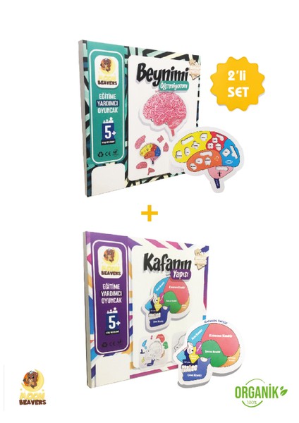 Beyni ve Kafanın Yapısını Öğreten Set