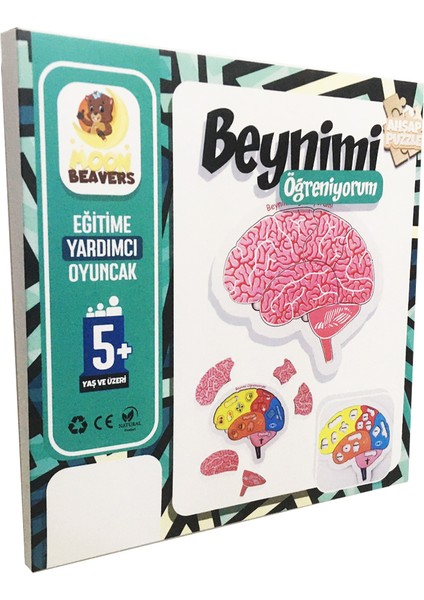 Beyni ve Kafanın Yapısını Öğreten Set