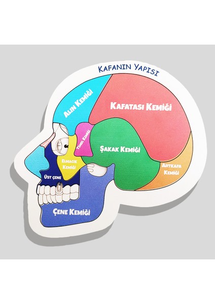 Beyni ve Kafanın Yapısını Öğreten Set