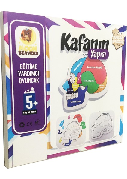 Beyni ve Kafanın Yapısını Öğreten Set