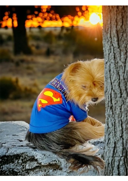 Superman Köpek Tişört Köpek Kıyafeti