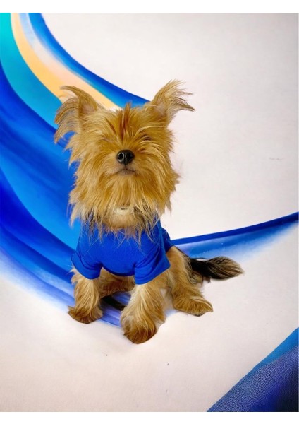 Superman Köpek Tişört Köpek Kıyafeti fırsatları