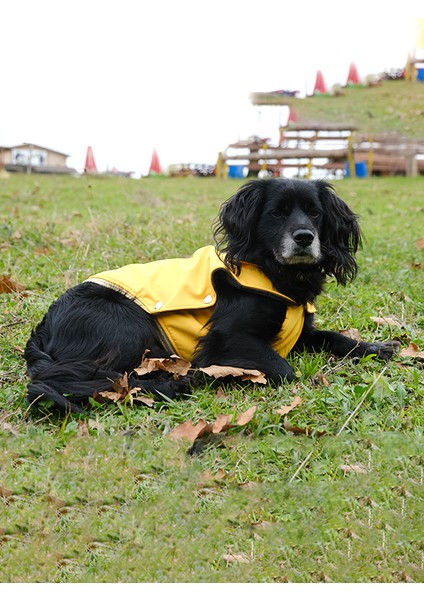 Küçük ve Orta Irk Sarı Yelek Softshell
