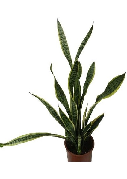 Sansevieria Trifasciata Çok Köklü 100 cm