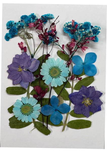 Düğün Davetiyeleri Sabun Yapma Scrapbooking ve Violet Için Preslenmiş Çiçekler Dıy (Yurt Dışından)