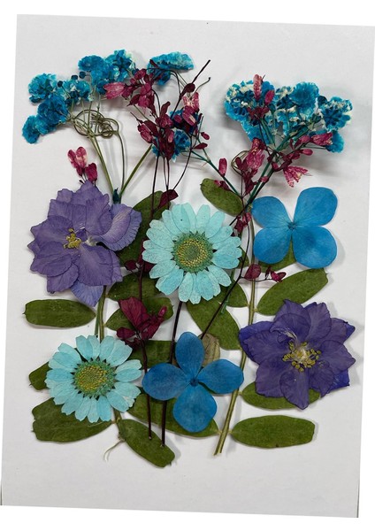 Düğün Davetiyeleri Sabun Yapma Scrapbooking ve Violet Için Preslenmiş Çiçekler Dıy (Yurt Dışından)