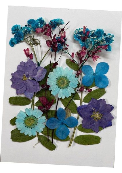 Düğün Davetiyeleri Sabun Yapma Scrapbooking ve Violet Için Preslenmiş Çiçekler Dıy (Yurt Dışından)
