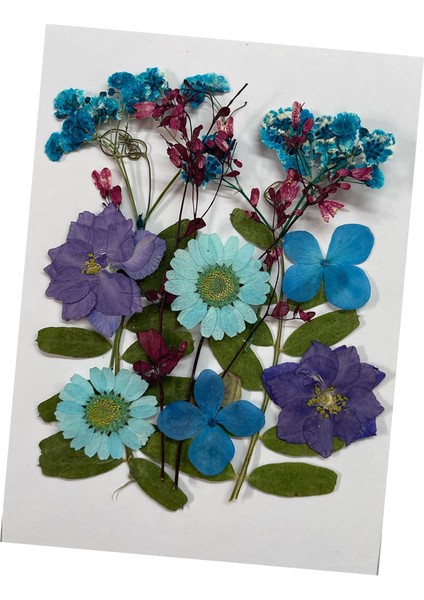 Düğün Davetiyeleri Sabun Yapma Scrapbooking ve Violet Için Preslenmiş Çiçekler Dıy (Yurt Dışından)