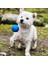 Köpek Çekiştirme Topu 2'li Chuckıt! Super Crunch (Orta Boy) 3
