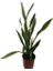 Sansevieria Trifasciata Çok Köklü 100 cm 2