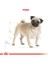 Royal Canin Pug Adult Yetişkin Köpek Maması 1,5 kg 1