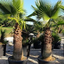 My Botanik Palmiye Fidanı-Washingtonia Robusto Palmiye (50-60 Cm)-5 Adet