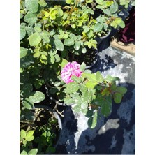 Serada Decor Plant 2 Adet Gül Fidanları