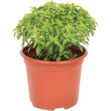Serada Decor Plant Fesleğen Fidesi Saksıda