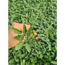 Serada Decor Plant Köy Domatesi Fidesi 10 Adet