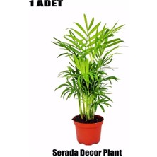 Serada Decor Plant Areka Palmiyesi Ev Ofis Salon Bitkisi Chamaedorea 8cm'lik Saksıda