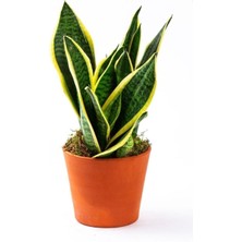 Serada Decor Plant Mini Paşa Kılıcı Sansevaria Peygamber Kılıç Çiçeği